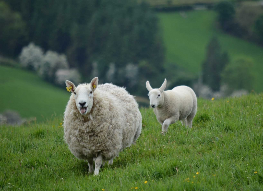 The Benefits of Irish Wool
